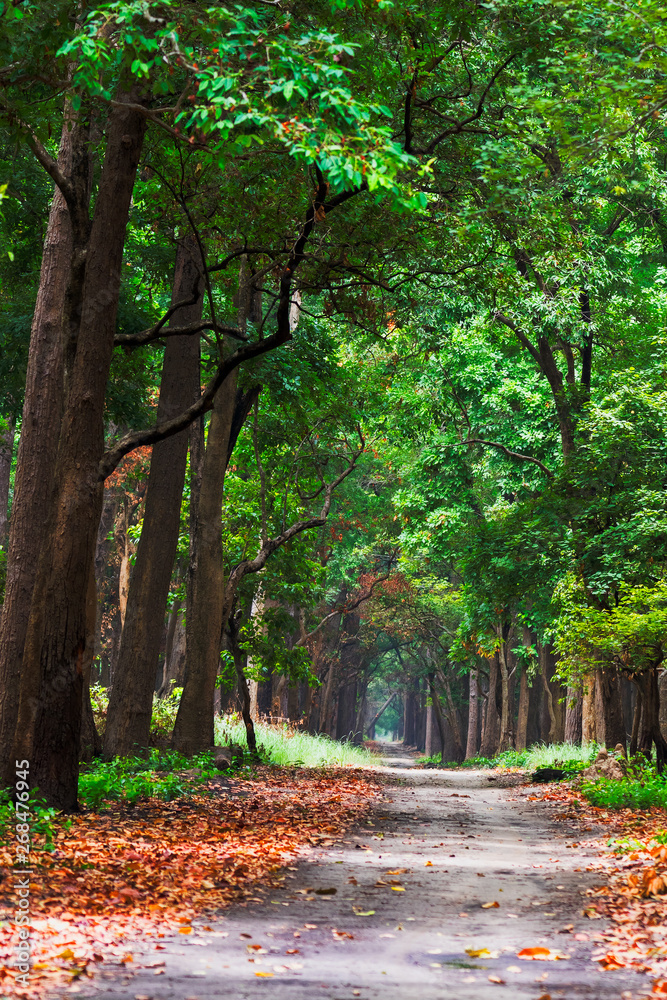 Sal trees line at Dudhwa national Park Sal trees line at Dudhwa national Park