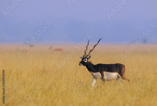 Black buck in grasslands photo