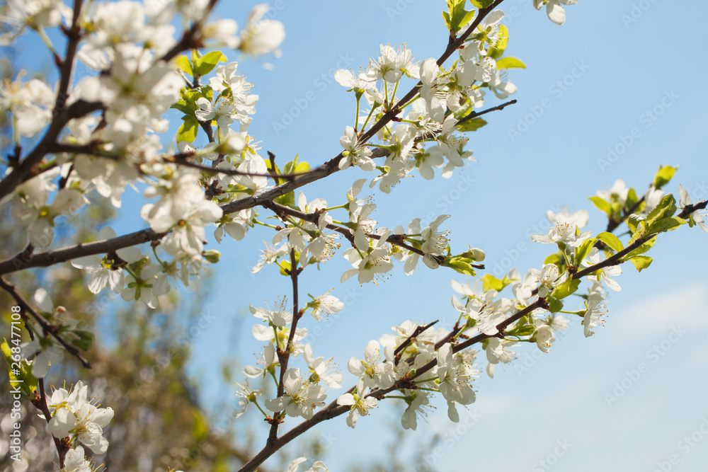 Blooming apple tree in springtime against a blue sky Blooming apple tree in springtime against a blue sky