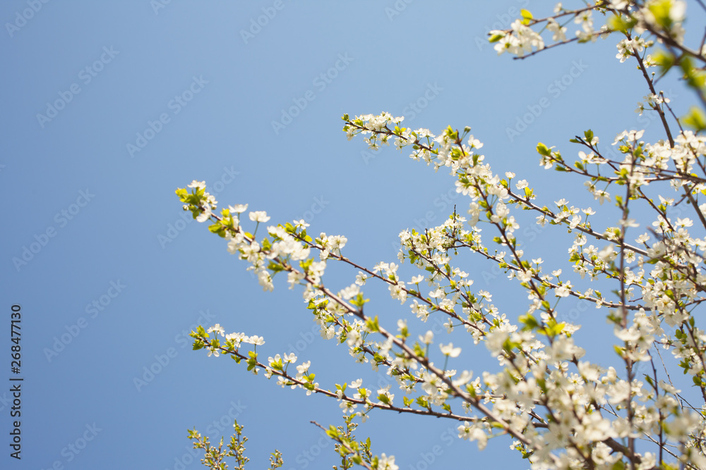 Blooming apple tree in springtime against a blue sky Blooming apple tree in springtime against a blue sky