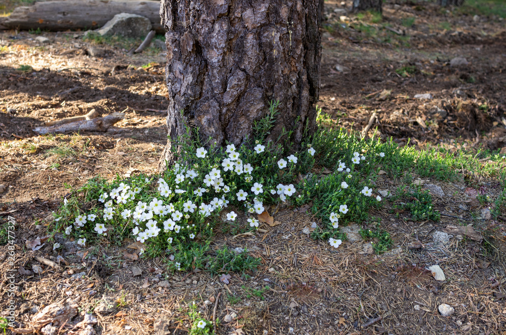 White flowers at the foot of a pine White flowers at the foot of a pine