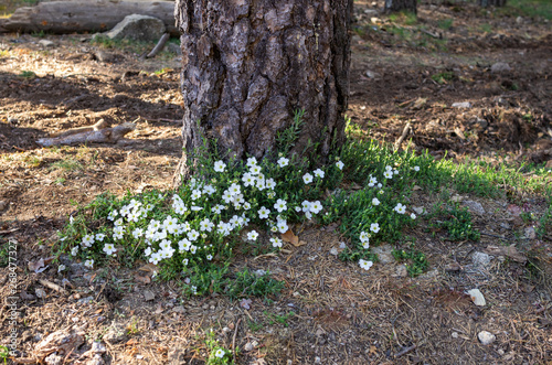 White flowers at the foot of a pine