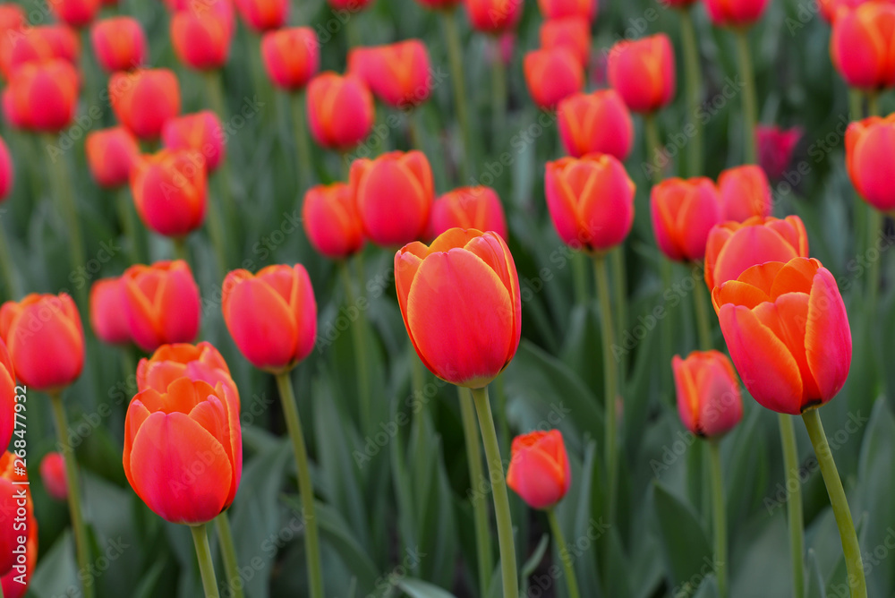 The pretty color of peach tulips beginning to open under the warmth of Springtime sunshine