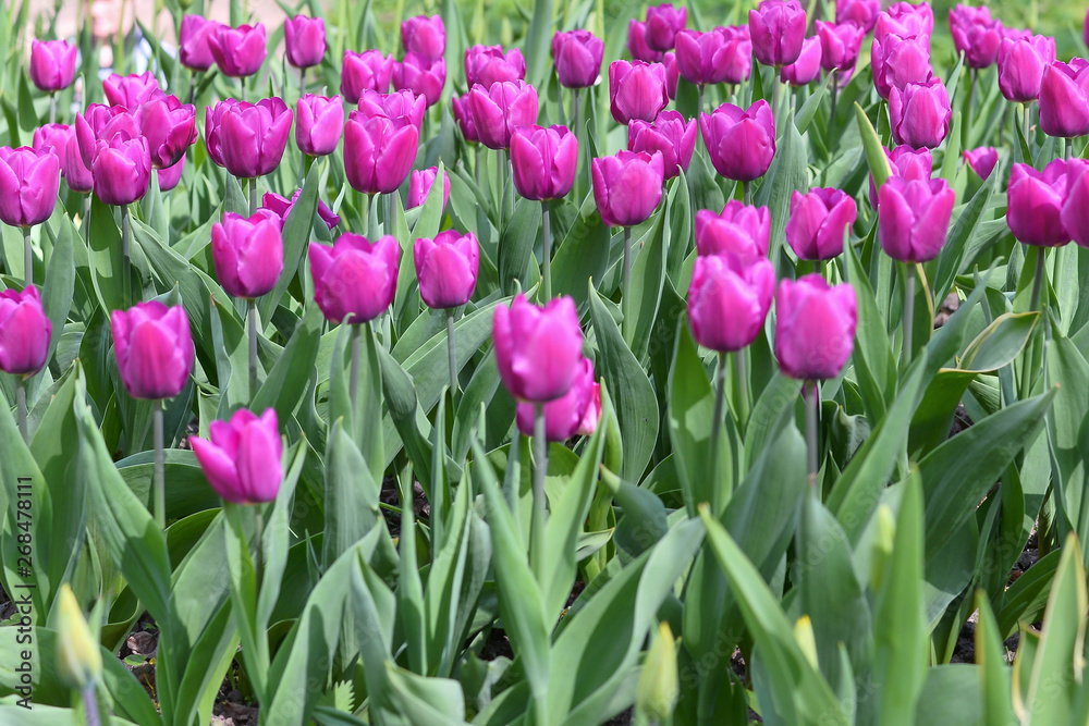 The pretty color of peach tulips beginning to open under the warmth of Springtime sunshine The pretty color of peach tulips beginning to open under the warmth of Springtime sunshine