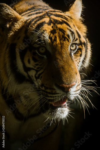 portrait of a tiger