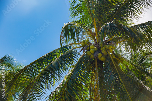 Ripening coconuts on coconut palm close-up shot