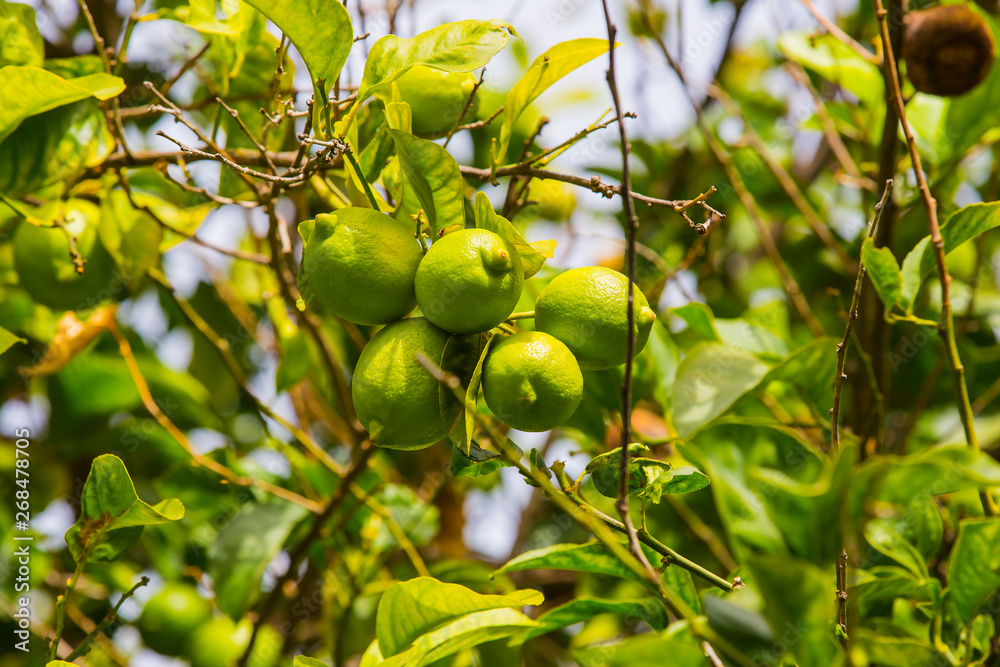 Fruits of citrus orange tree branches closeup shot.