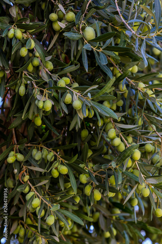  Branches with the fruits of the olive tree olives shot close-up. 