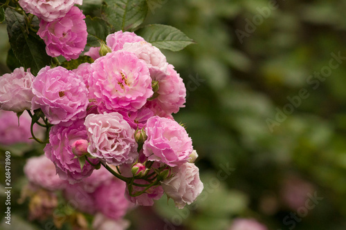 Purple and pink rose, romantic rose