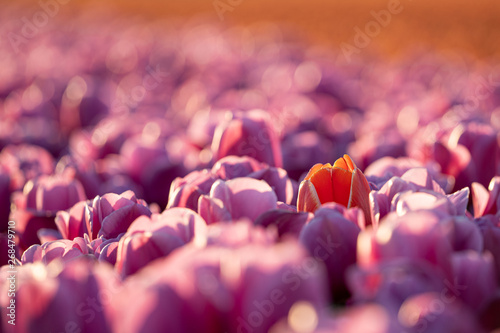 Sunset and warm sun light over the colored blooming tulip fields of holland
