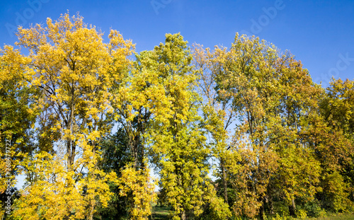 Fototapeta Naklejka Na Ścianę i Meble -  autumn trees