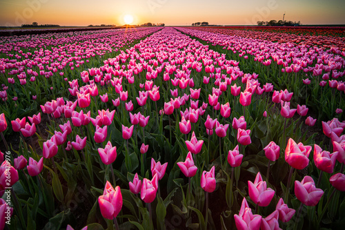 Sunset and warm sun light over the colored blooming tulip fields of holland