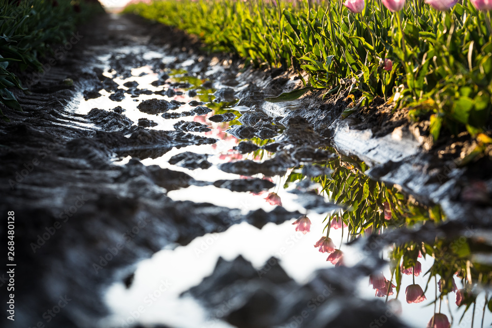 Fototapeta premium Reflective rain water in the mud of the colored flowering tulip fields of Holland