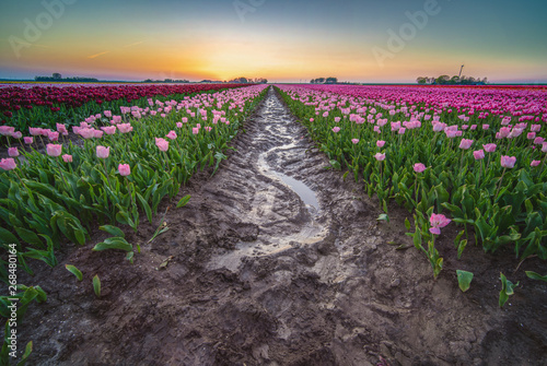 Reflective rain water in the mud of the colored flowering tulip fields of Holland