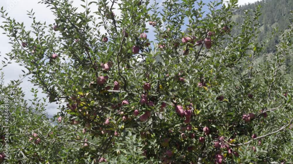 Beautiful Red apples in Apple Orchard in Himalayas. Himalayas Apple. Uttarakhand Apple. Upper Himalayas Apple.India Apples.Apples Blooming trees. Beautiful Red apples in Apple Orchard in Himalayas. Himalayas Apple. Uttarakhand Apple. Upper Himalayas Apple.India Apples.Apples Blooming trees.