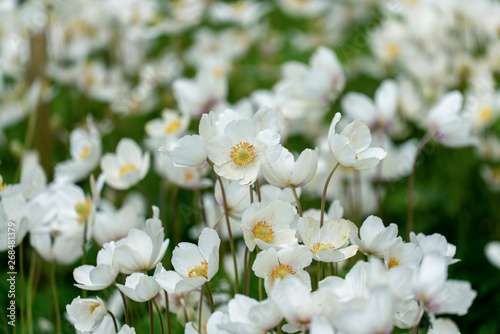 Fototapeta Naklejka Na Ścianę i Meble -  Sehr viele blühende, weiße Anemonen (anemone sylvestris) in einem Beet als Nahaufnahme