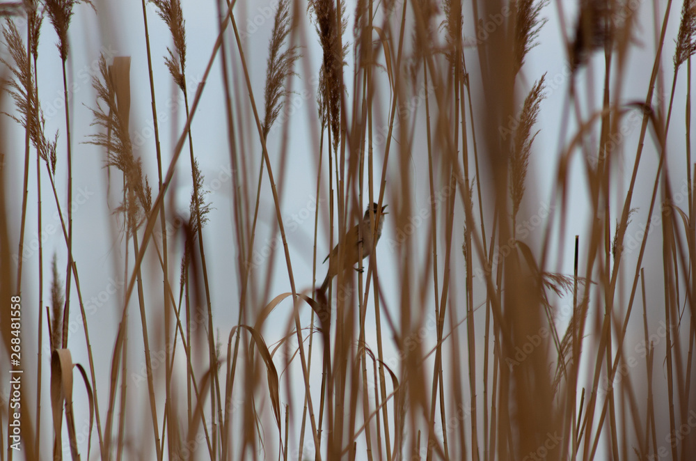 Fototapeta premium Nature as a texture. Reeds with a bird.