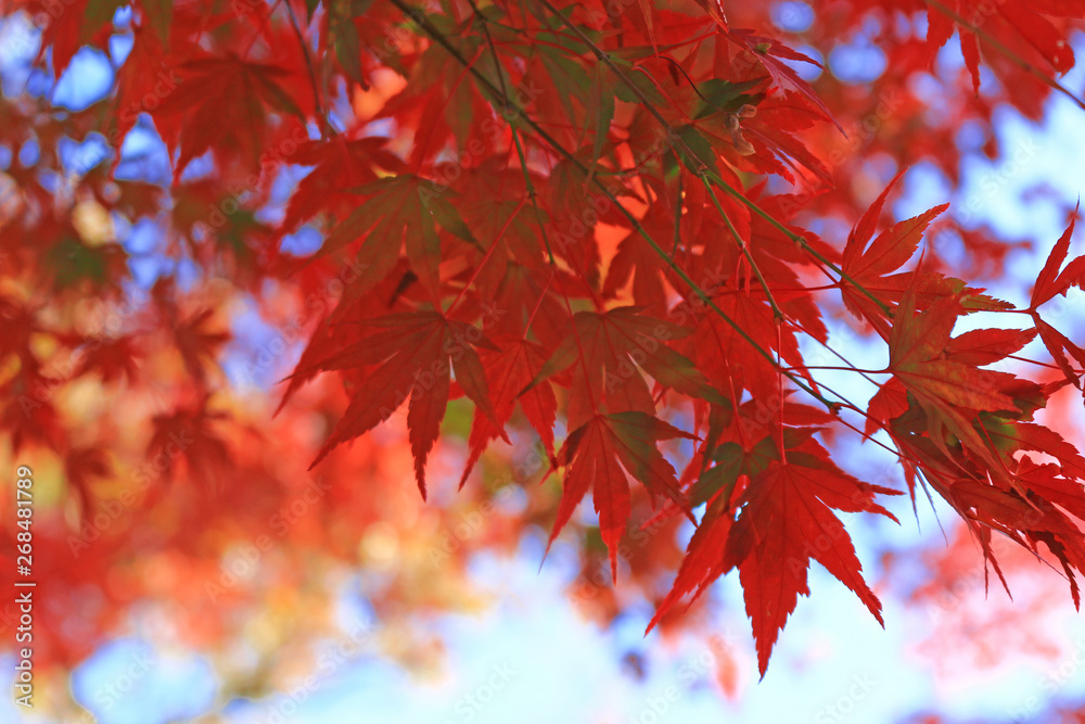 Japanese maple scene that turned red in autumn Japanese maple scene that turned red in autumn