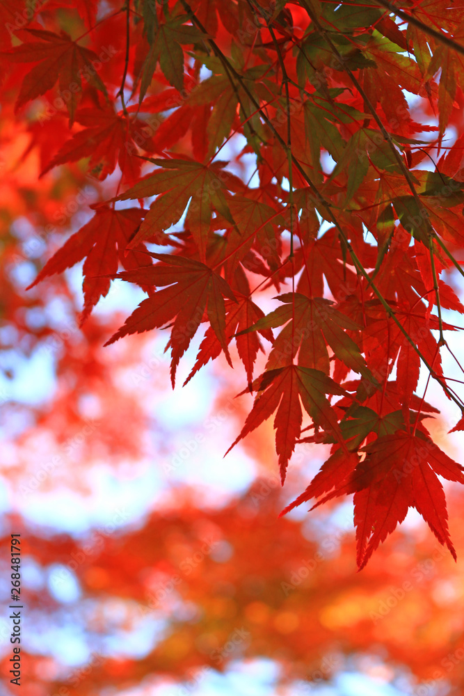 Japanese maple scene that turned red in autumn Japanese maple scene that turned red in autumn