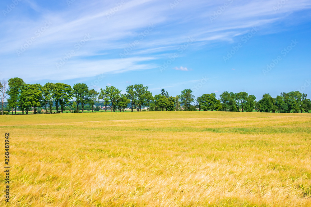 Tree line at a field cereal field in the country