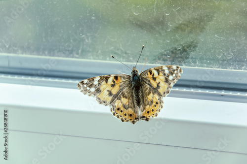 Butterfly on a window glass. Butterfly trapped against the glass of a window. Close-up. Selective focus