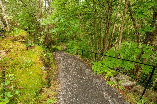 Old and steep pathway with metal railings through a green forest.