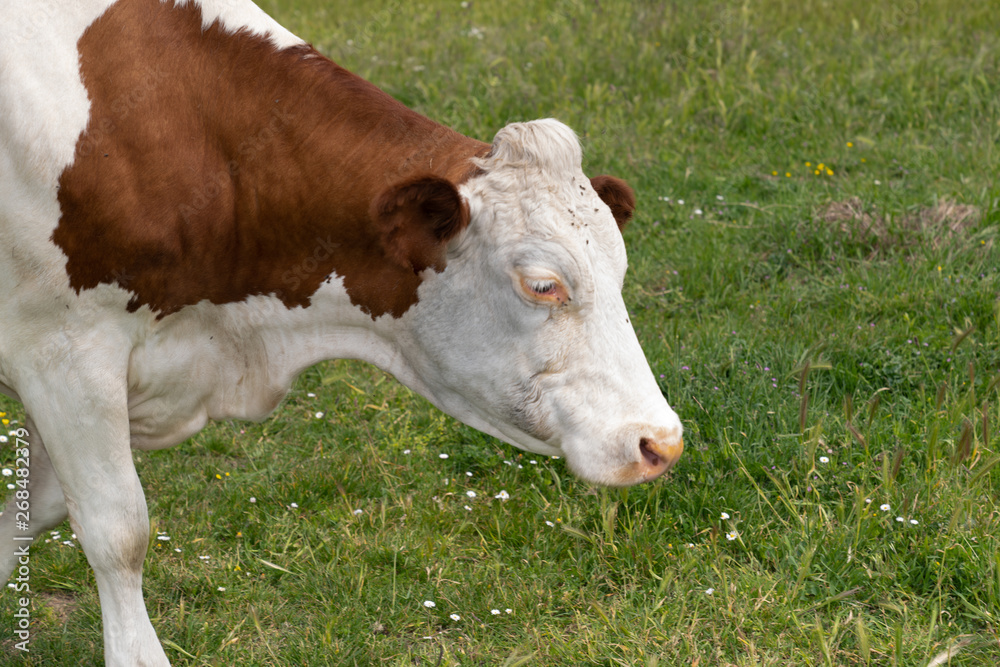 profile head cow Farm animal concept in green grass profile head cow Farm animal concept in green grass