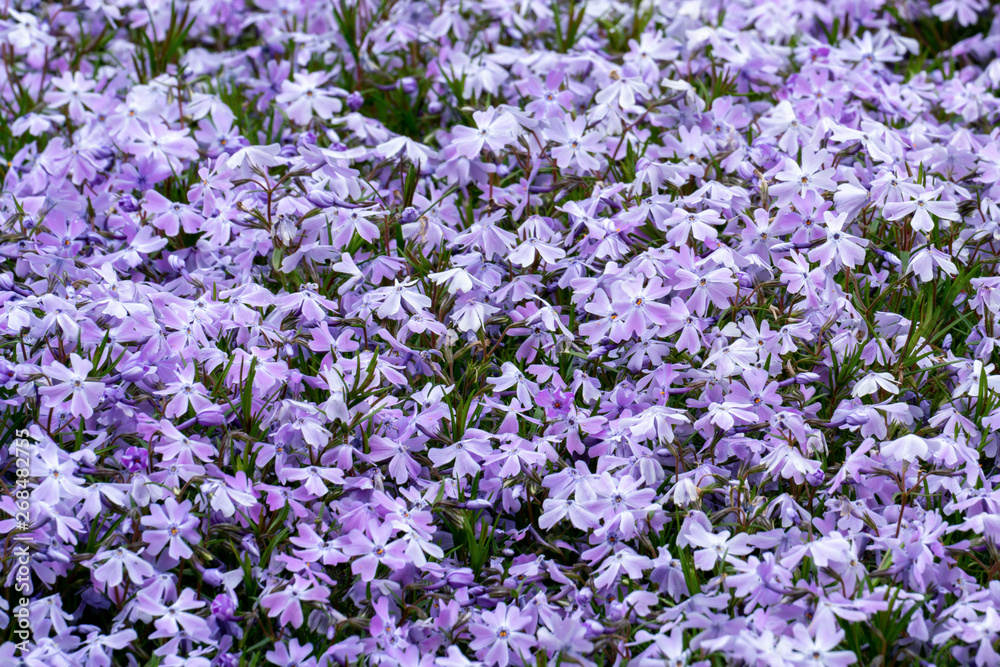 Große Fläche an blühendem lila Polster-Phlox (phlox subulata) im Frühling 
