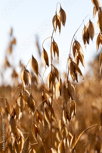 Ripe oats field.