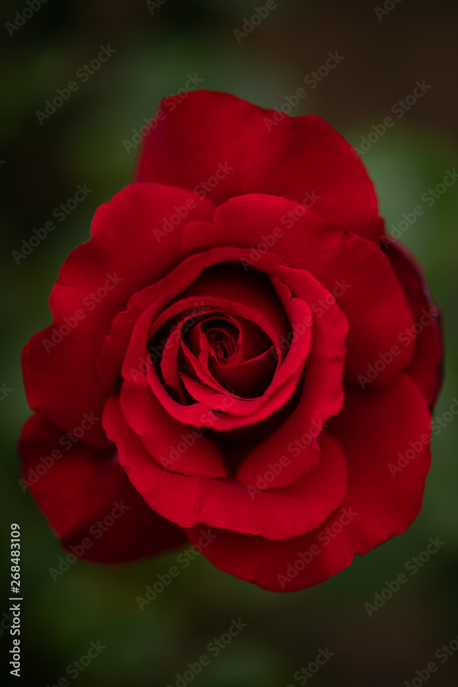 薔薇 薔薇