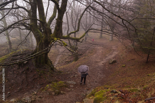 colorful autumn at otzarreta forest in gorbea natural park, basque country. Spain photo