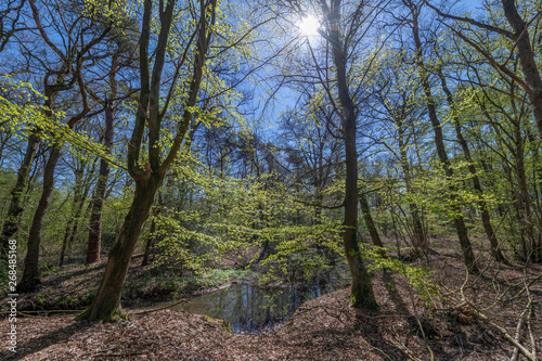 Dottinkrade forest near Winterswijk. © TOF