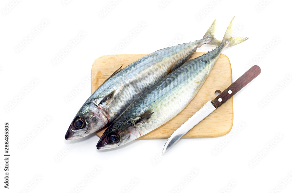 Atlantic chub mackerel (Scomber colias) close-up Atlantic chub mackerel (Scomber colias) close-up