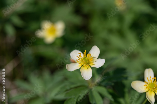 Brightly yellow flowers of Euriops against the background of gently green foliage in sunny spring day. Ready photo background. Soft focus. Macro.