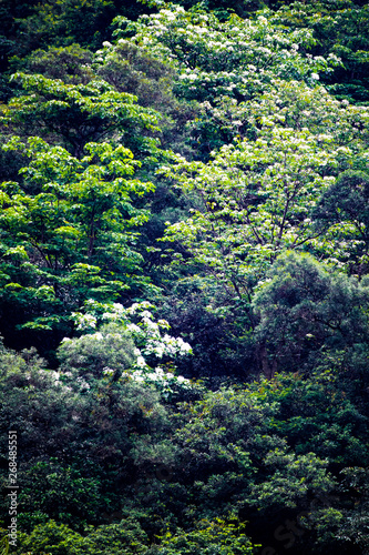 Tung flower in the forest