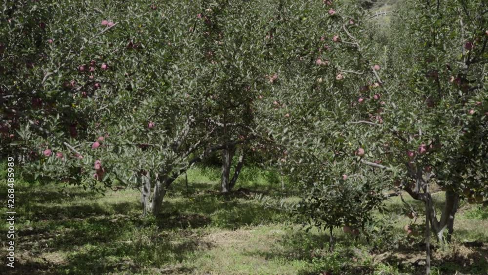 Beautiful Red apples in Apple Orchard in Himalayas. Himalayas Apple. Uttarakhand Apple. Upper Himalayas Apple.India Apples.Apples Blooming trees. Beautiful Red apples in Apple Orchard in Himalayas. Himalayas Apple. Uttarakhand Apple. Upper Himalayas Apple.India Apples.Apples Blooming trees.