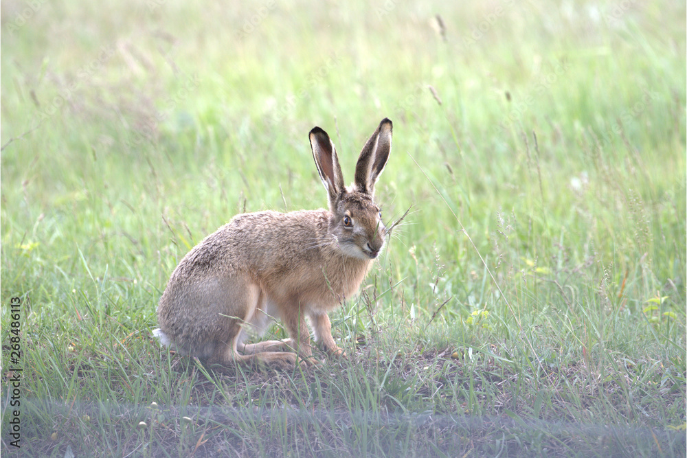 Fototapeta premium Feldhase