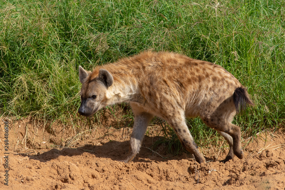 Obraz premium A spotted Hyena (Crocuta crocuta) walking along the sand in a grassland showing a profile view in the green grass in the sunshine.