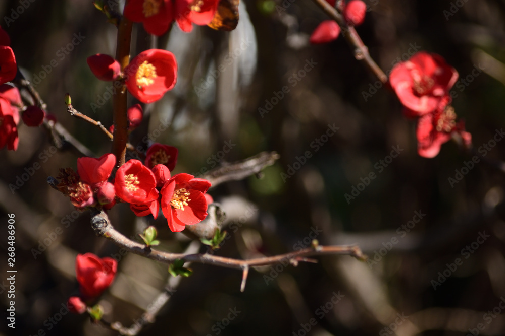 Red flowers of Japanese quince bloom in winter. Red flowers of Japanese quince bloom in winter.