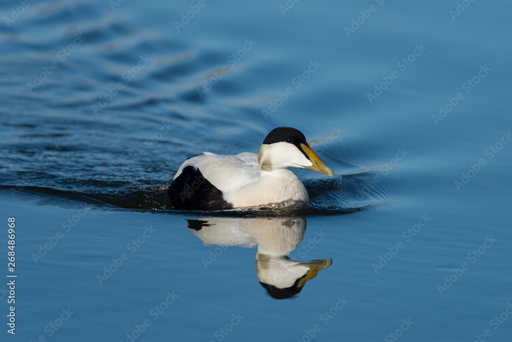 Eider ducks at Jokusarlong glacier lake in Iceland Eider ducks at Jokusarlong glacier lake in Iceland