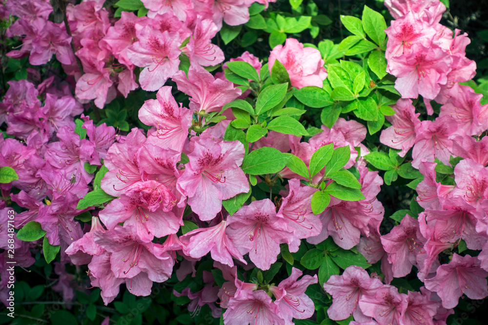 Bright pale pink blooming rhododendrons. Nature background Bright pale pink blooming rhododendrons. Nature background