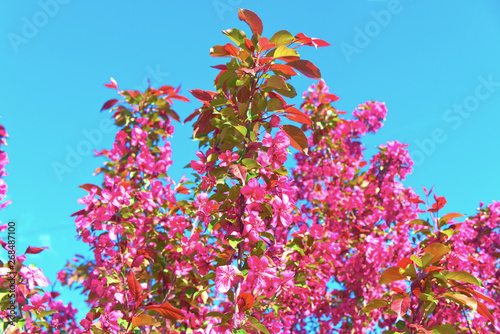 Branches of red ornamental apple tree blooming in pink flowers.