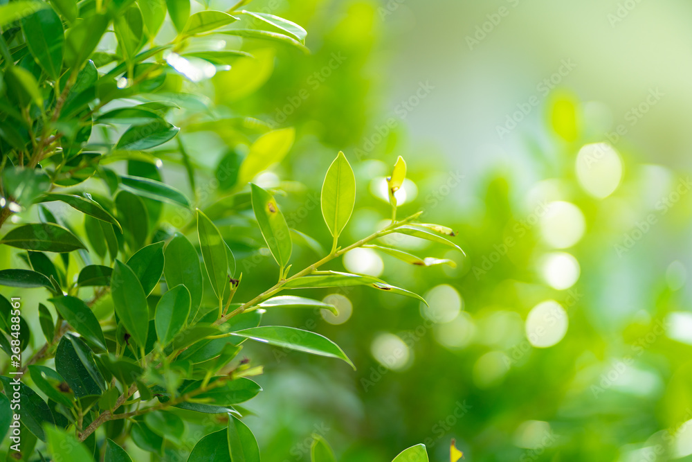 Obraz premium Tree backgroung with copy space, backlit.