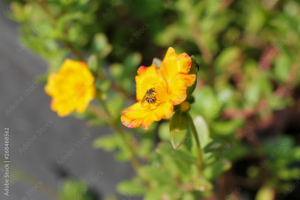 Flower Portulaca oleracea Blossoming in the morning sun in the summer of Thailand Flower Portulaca oleracea Blossoming in the morning sun in the summer of Thailand