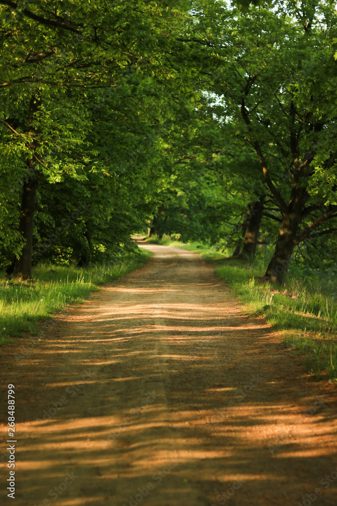 Fototapeta premium road in forest