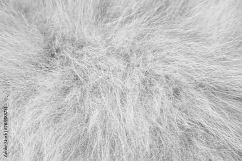 Fluffy pomeranian dog fur patterns texture for background