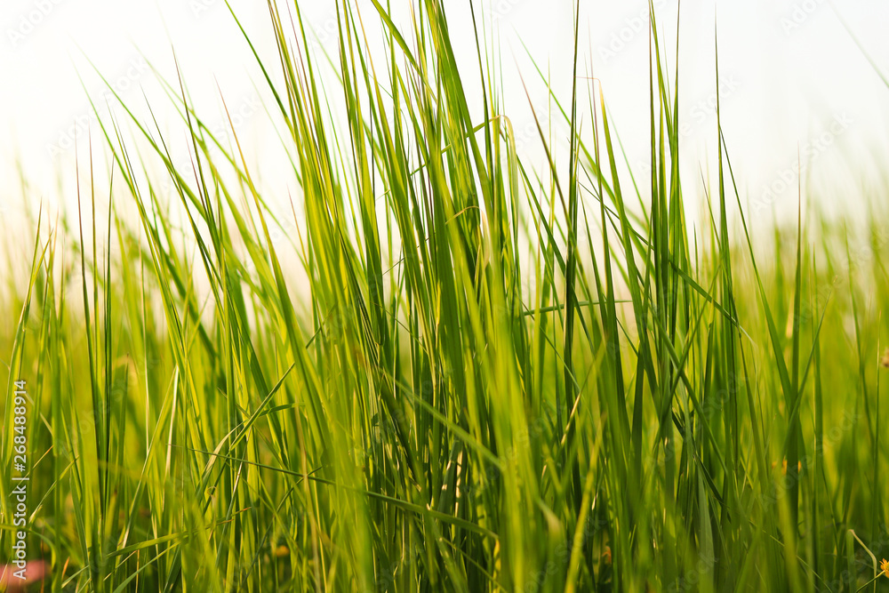 growing grass at meadow growing grass at meadow