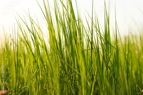 growing grass at meadow