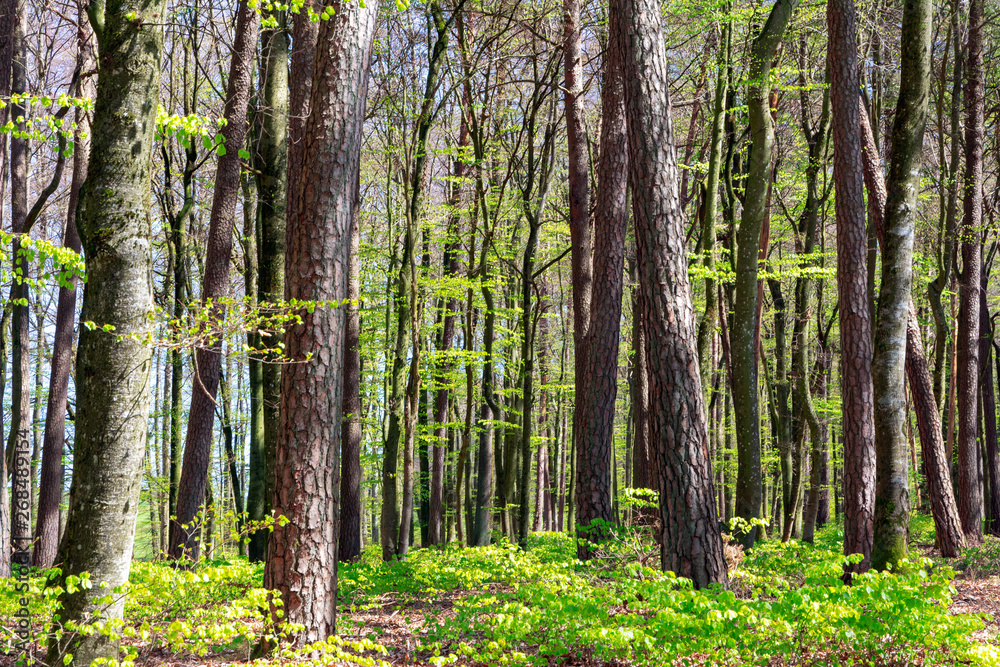 Beech forest during spring time Beech forest during spring time