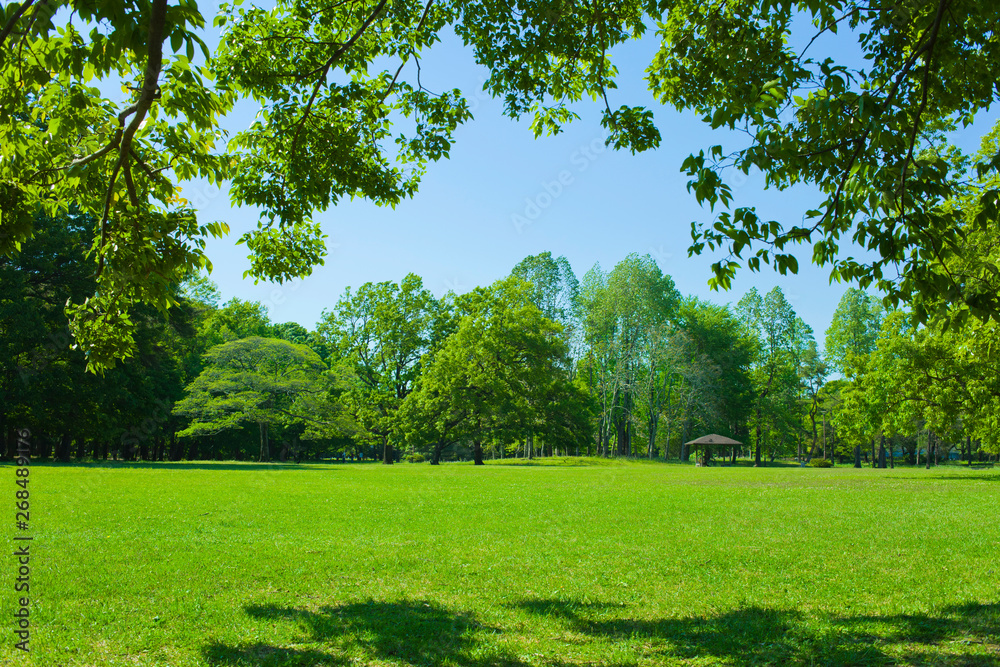 Park tree in the morning